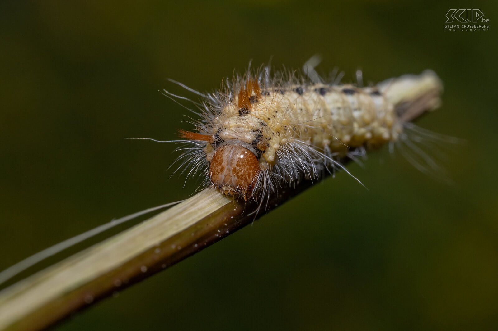 Insects - Caterpillar of Hazel moth  In our garden, large numbers of butterflies only appeared late in the summer, but luckily, I was able to photograph some caterpillars and butterflies here and there starting in the spring. Stefan Cruysberghs